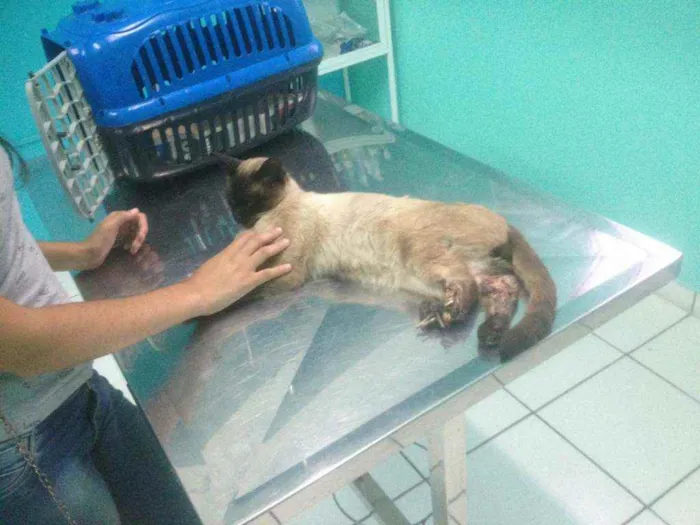 Gato ra a SRD idade 7 a 11 meses nome pingo