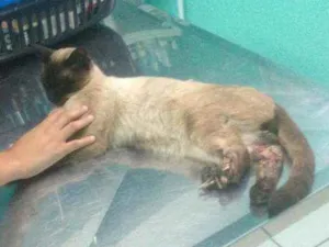 Gato raça SRD idade 7 a 11 meses nome pingo