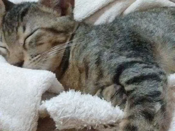 Gato ra a Sem raça idade 2 a 6 meses nome Sem nome