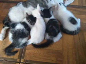 Gato raça Sem raça definida idade Abaixo de 2 meses nome Sem nome