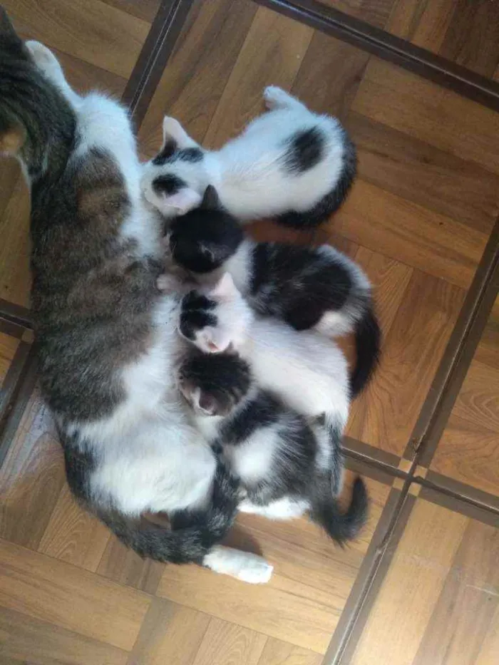 Gato ra a Sem raça definida idade Abaixo de 2 meses nome Sem nome