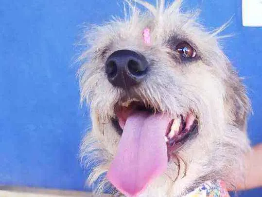 Cachorro ra a Srd idade 1 ano nome Kiara