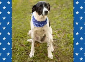 Cachorro raça SRD-ViraLata idade 6 ou mais anos nome HOLÂNDES