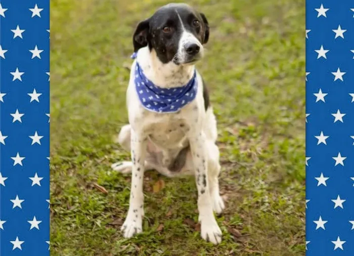 Cachorro ra a SRD-ViraLata idade 6 ou mais anos nome HOLÂNDES
