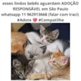 Filhotinhos