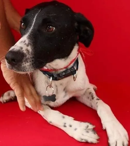 Cachorro ra a SRD-ViraLata idade 6 ou mais anos nome HOLÂNDES