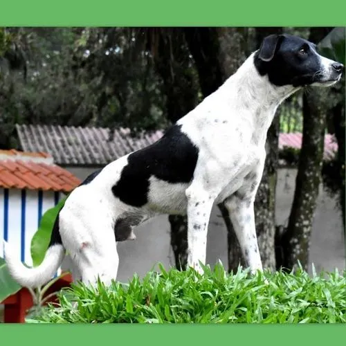 Cachorro ra a SRD-ViraLata idade 6 ou mais anos nome HOLÂNDES