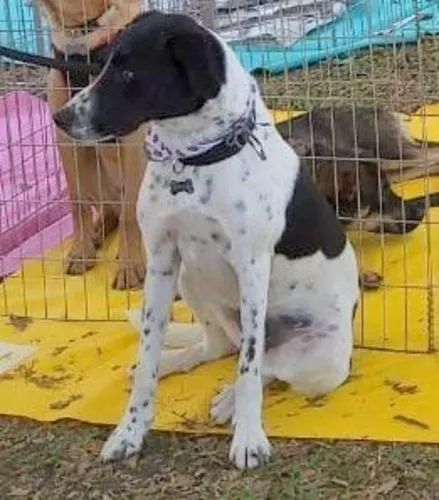 Cachorro ra a SRD-ViraLata idade 6 ou mais anos nome HOLÂNDES