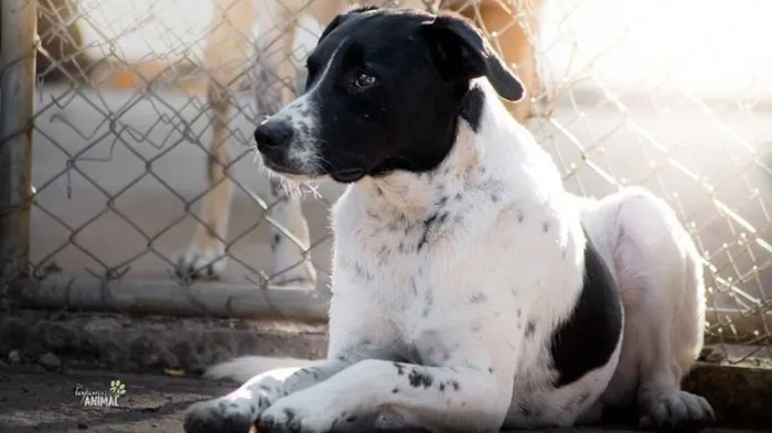 Cachorro ra a SRD-ViraLata idade 6 ou mais anos nome HOLÂNDES