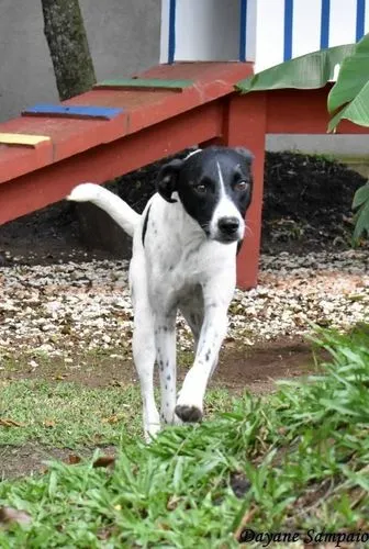 Cachorro ra a SRD-ViraLata idade 6 ou mais anos nome HOLÂNDES