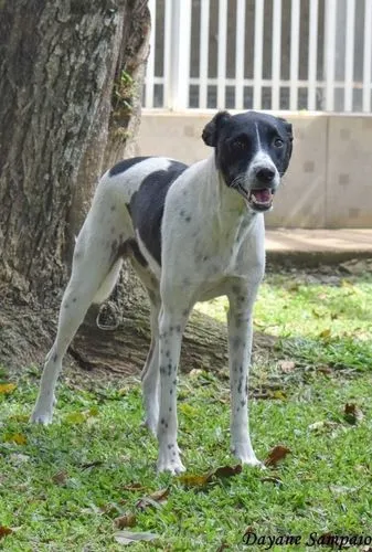 Cachorro ra a SRD-ViraLata idade 6 ou mais anos nome HOLÂNDES