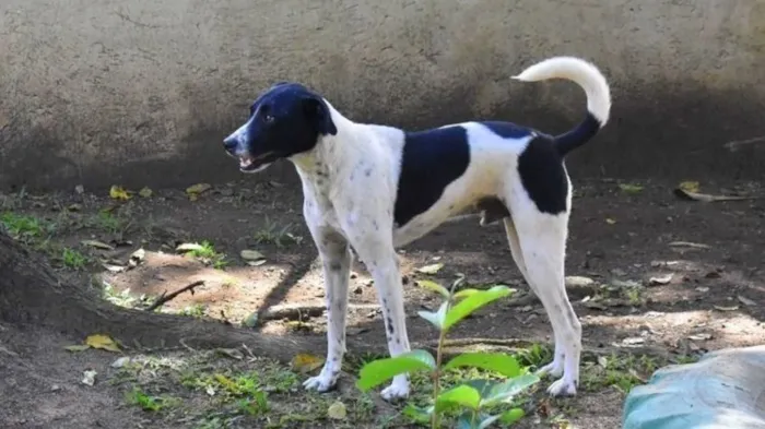 Cachorro ra a SRD-ViraLata idade 6 ou mais anos nome HOLÂNDES