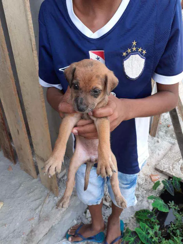 Cachorro ra a Vira lata idade 2 a 6 meses nome Sem nome