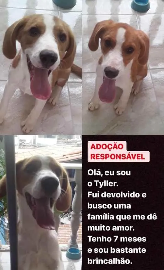 Cachorro raça Beagle idade 7 a 11 meses nome Tailer