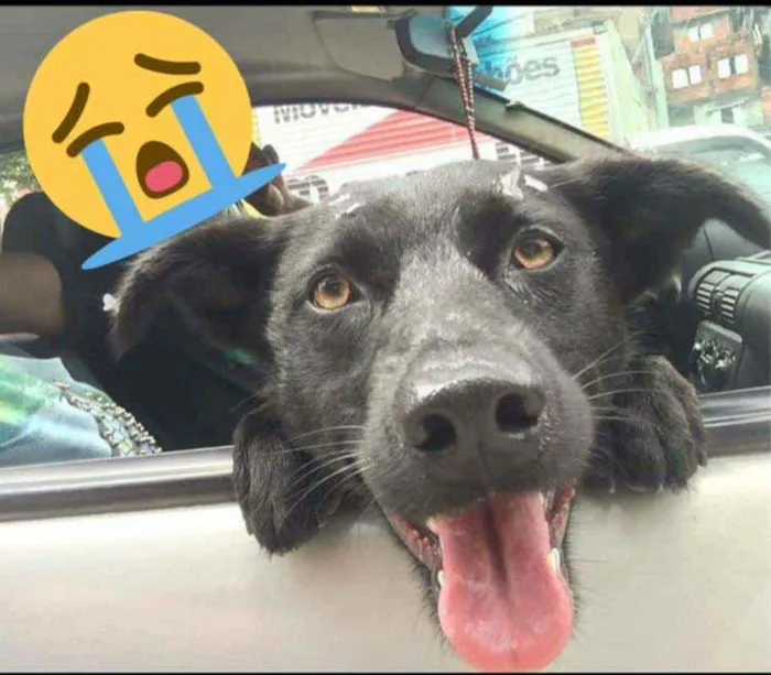 Cachorro ra a SRD idade 2 anos nome Mel