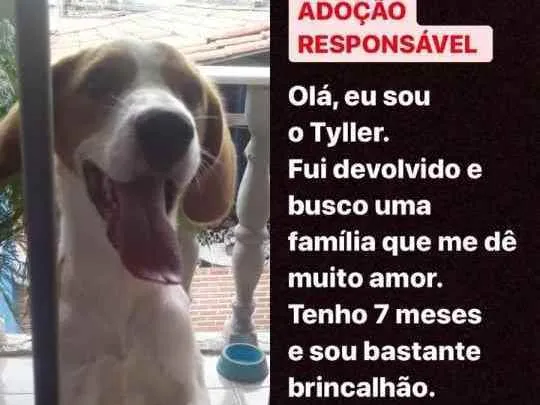 Cachorro raça Beagle idade 7 a 11 meses nome Tailer