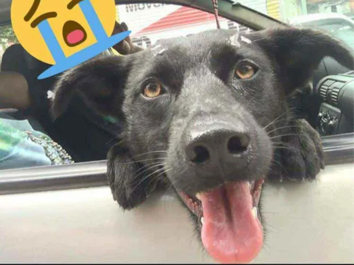Cachorro ra a SRD idade 2 anos nome Mel