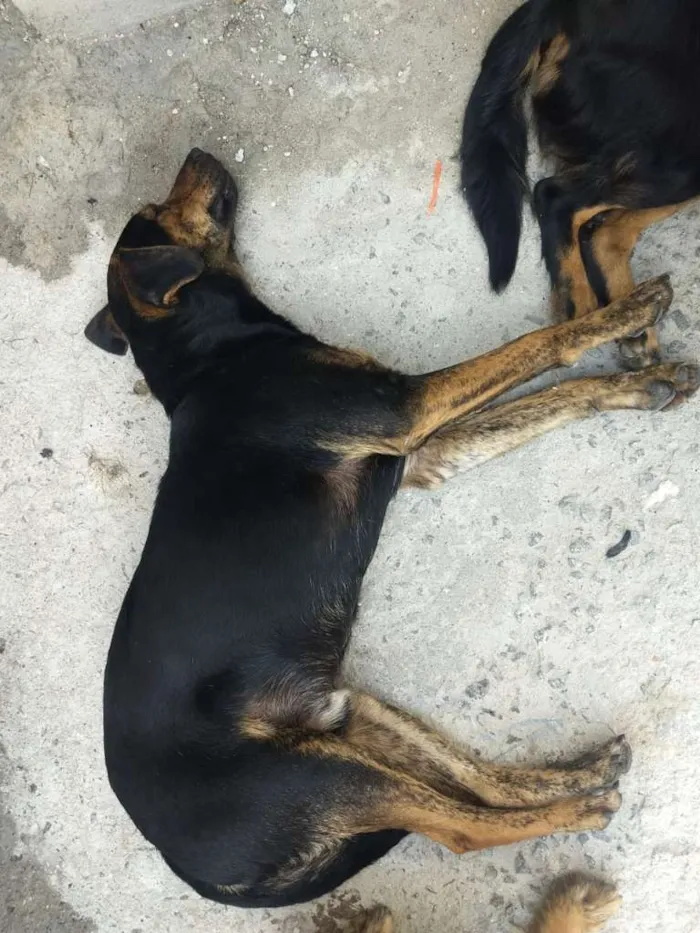 Cachorro ra a SRD-ViraLata idade 1 ano nome neguinho/bethoven/la