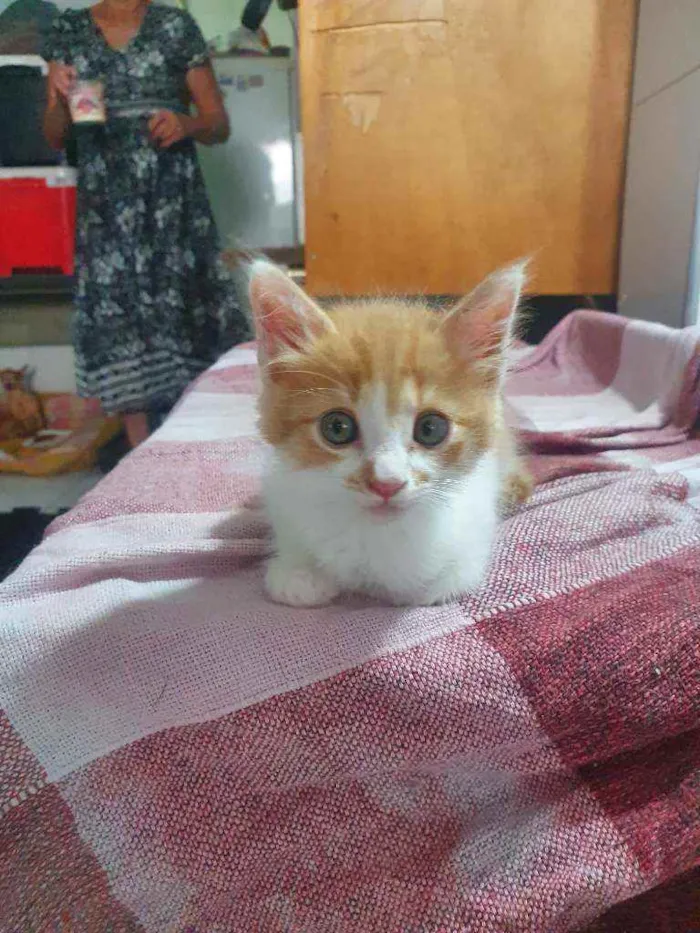 Gato ra a SRD idade 2 a 6 meses nome Zico
