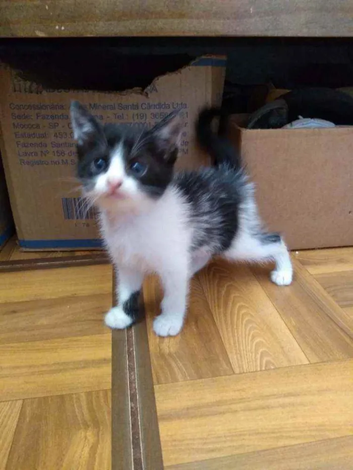 Gato ra a Sem raça definida idade Abaixo de 2 meses nome Sem nome