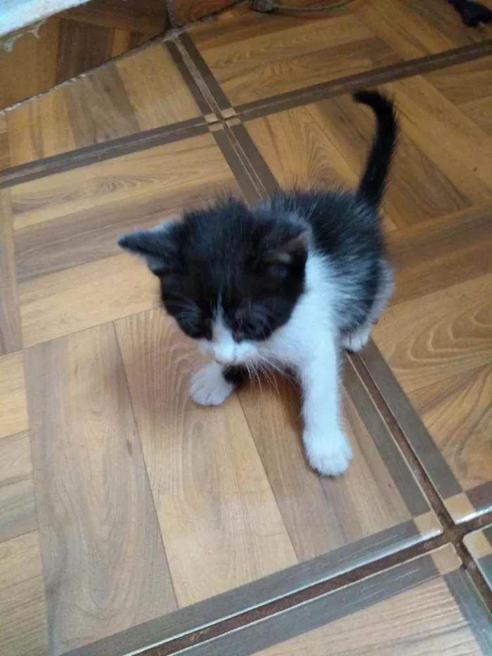 Gato ra a Sem raça definida idade Abaixo de 2 meses nome Sem nome