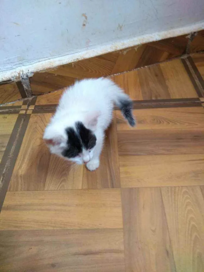 Gato ra a Sem raça definida idade Abaixo de 2 meses nome Sem nome