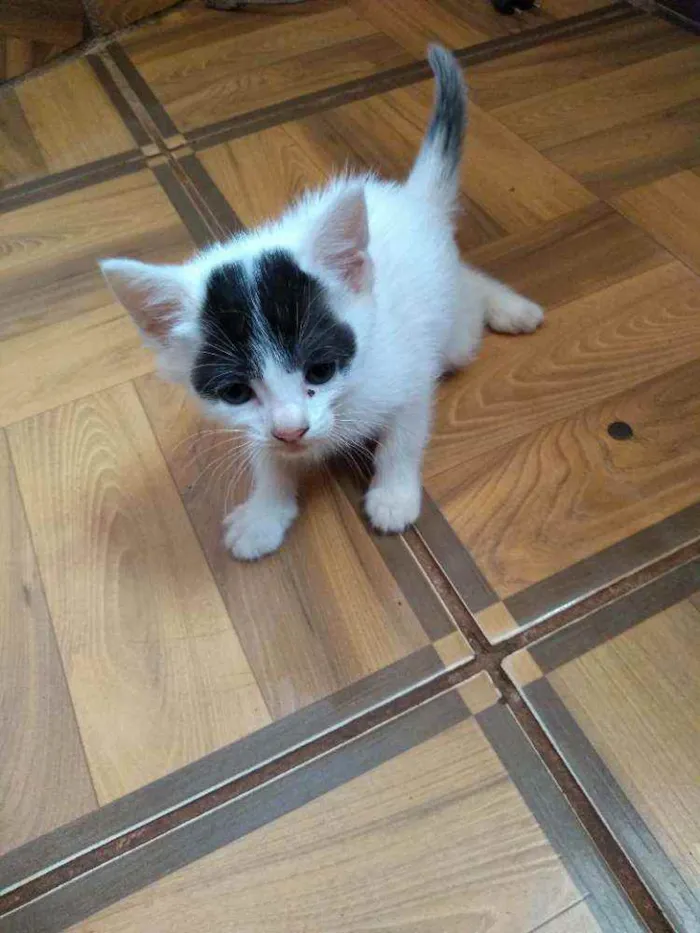 Gato ra a Sem raça definida idade Abaixo de 2 meses nome Sem nome