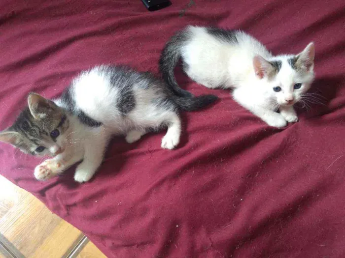 Gato ra a Sem raça definida idade Abaixo de 2 meses nome Sem nome