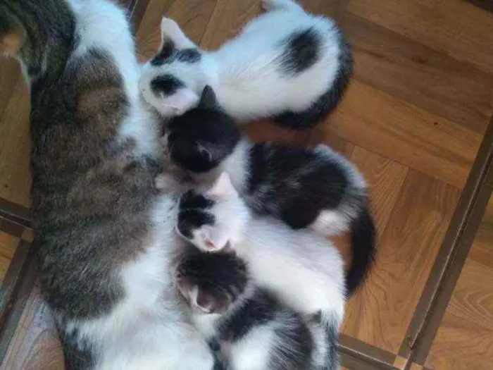 Gato ra a Sem raça definida idade Abaixo de 2 meses nome Sem nome