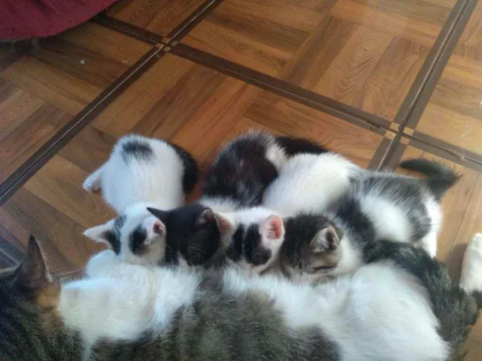 Gato ra a Sem raça definida idade Abaixo de 2 meses nome Sem nome