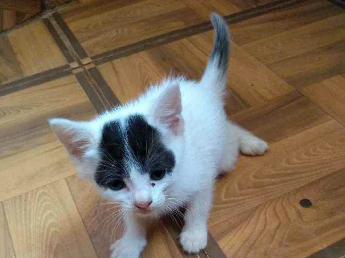 Gato ra a Sem raça definida idade Abaixo de 2 meses nome Sem nome