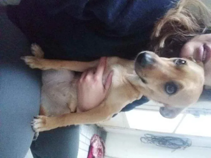 Cachorro ra a Vira Lata idade 1 ano nome Athena