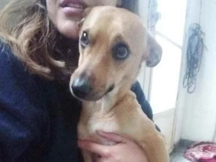 Cachorro ra a Vira Lata idade 1 ano nome Athena