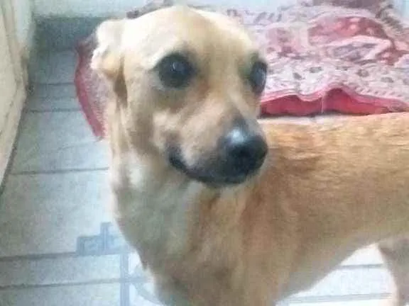 Cachorro ra a Vira Lata idade 1 ano nome Athena