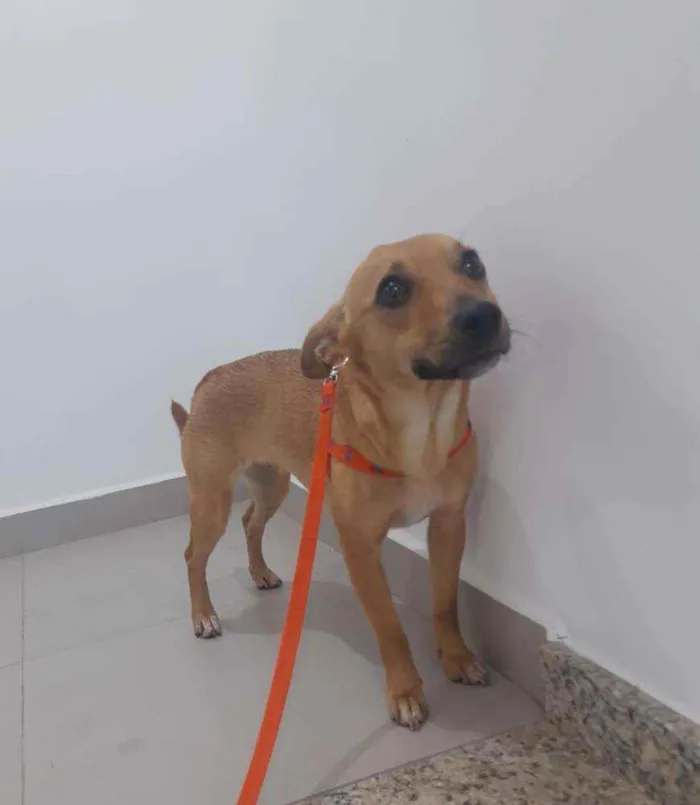 Cachorro ra a Vira Lata idade 1 ano nome Athena