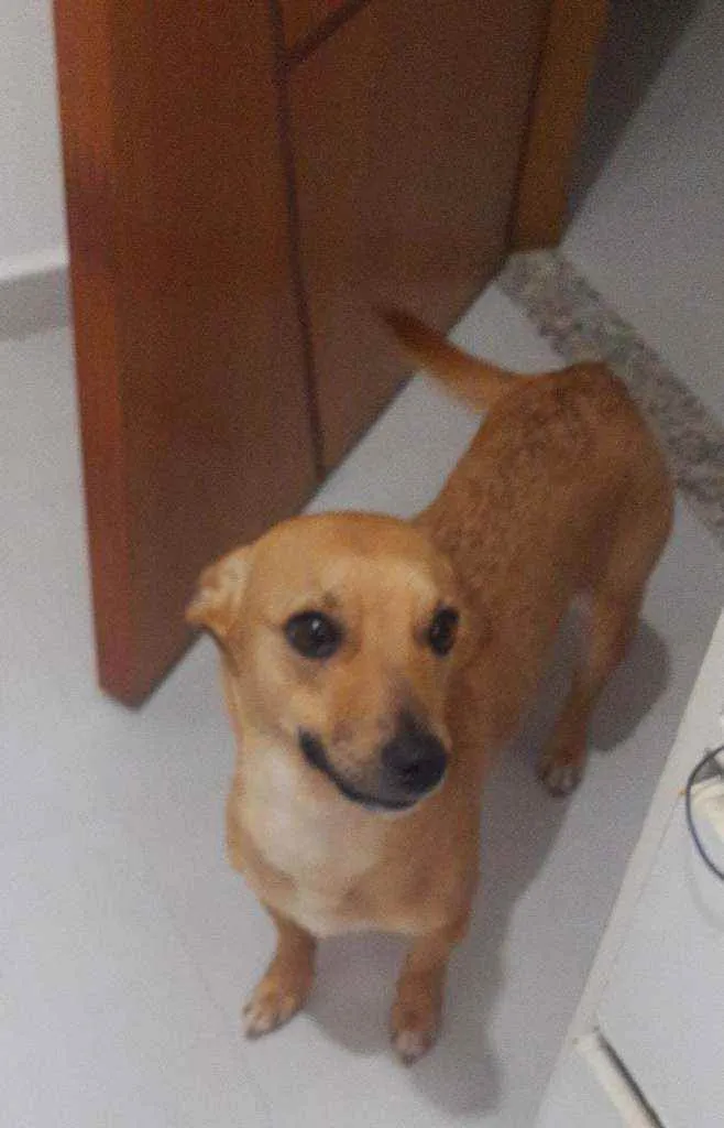 Cachorro ra a Vira Lata idade 1 ano nome Athena