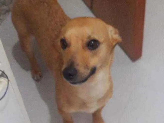 Cachorro ra a Vira Lata idade 1 ano nome Athena