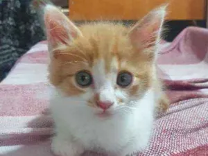 Gato raça SRD idade 2 a 6 meses nome Zico