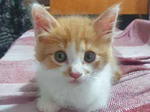 Gato ra a SRD idade 2 a 6 meses nome Zico