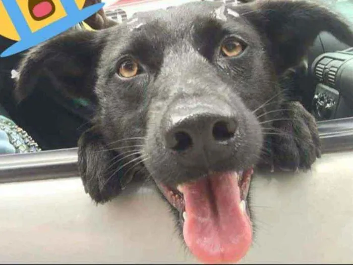 Cachorro ra a SRD idade 2 anos nome Mel