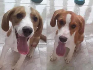 Cachorro raça Beagle idade 7 a 11 meses nome Tailer