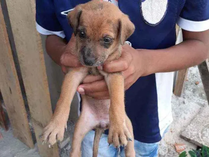 Cachorro ra a Vira lata idade 2 a 6 meses nome Sem nome