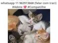 Filhotinhos
