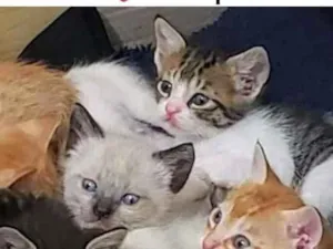 Gato raça  idade 2 a 6 meses nome Filhotinhos 