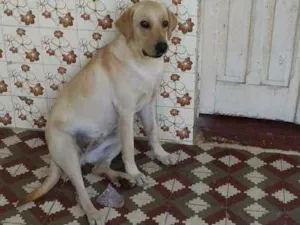 Cachorro raça Labrador idade 1 ano nome Mel
