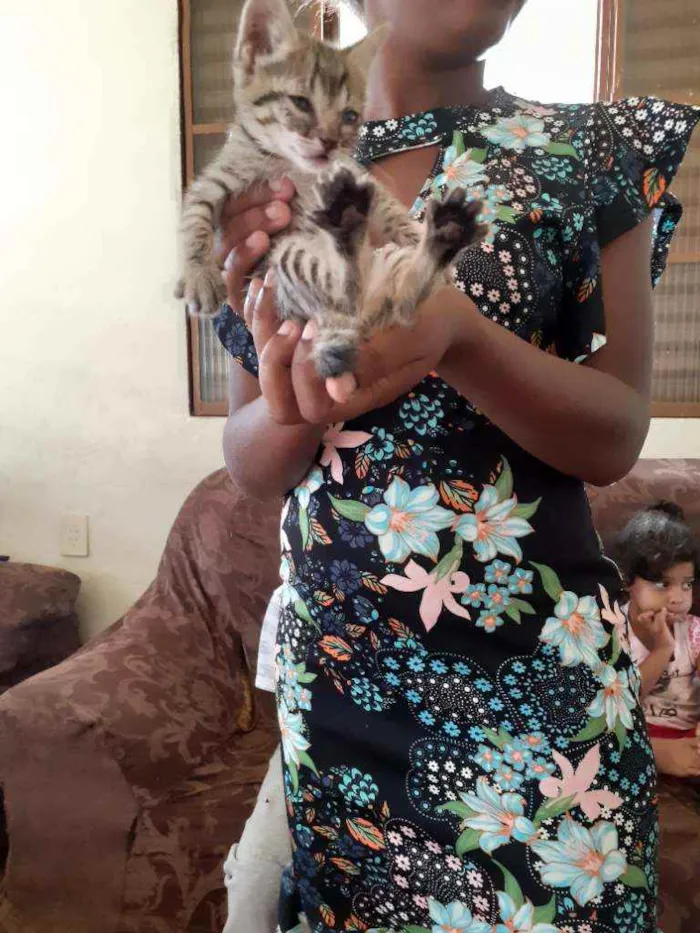 Gato raça Indefinida idade Abaixo de 2 meses nome Sakura 
