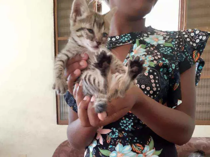 Gato raça Indefinida idade Abaixo de 2 meses nome Sakura 