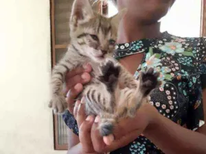 Gato raça Indefinida idade Abaixo de 2 meses nome Sakura 