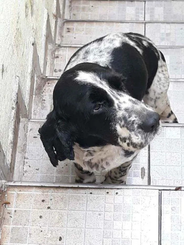 Cachorro ra a Cocker idade 2 anos nome Luan