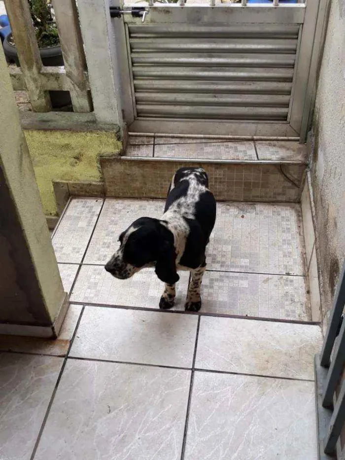 Cachorro ra a Cocker idade 2 anos nome Luan